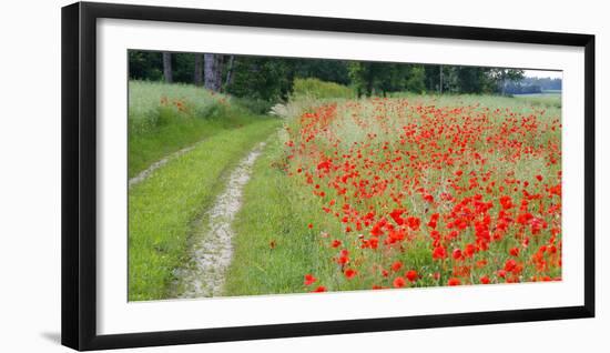 Poppy Field, Path-Alfons Rumberger-Framed Photographic Print