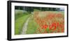 Poppy Field, Path-Alfons Rumberger-Framed Photographic Print