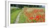 Poppy Field, Path-Alfons Rumberger-Framed Photographic Print