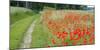 Poppy Field, Path-Alfons Rumberger-Mounted Photographic Print