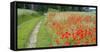 Poppy Field, Path-Alfons Rumberger-Framed Stretched Canvas