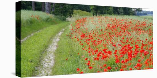 Poppy Field, Path-Alfons Rumberger-Stretched Canvas