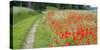 Poppy Field, Path-Alfons Rumberger-Stretched Canvas