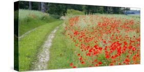 Poppy Field, Path-Alfons Rumberger-Stretched Canvas