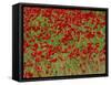 Poppy Field, Spain, Europe-John Miller-Framed Stretched Canvas