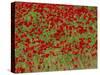 Poppy Field, Spain, Europe-John Miller-Stretched Canvas