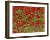 Poppy Field, Spain, Europe-John Miller-Framed Photographic Print