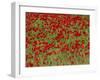 Poppy Field, Spain, Europe-John Miller-Framed Photographic Print