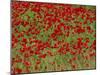 Poppy Field, Spain, Europe-John Miller-Mounted Photographic Print