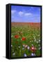 Poppy Field Uk-Charles Bowman-Framed Stretched Canvas