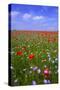 Poppy Field Uk-Charles Bowman-Stretched Canvas
