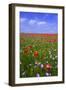 Poppy Field Uk-Charles Bowman-Framed Photographic Print