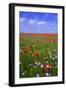 Poppy Field Uk-Charles Bowman-Framed Photographic Print