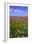 Poppy Field Uk-Charles Bowman-Framed Photographic Print