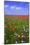 Poppy Field Uk-Charles Bowman-Mounted Photographic Print