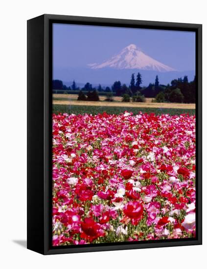 Poppy Field, Willamette, Mt. Hood, Oregon Valley-Stuart Westmorland-Framed Stretched Canvas