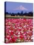 Poppy Field, Willamette, Mt. Hood, Oregon Valley-Stuart Westmorland-Stretched Canvas