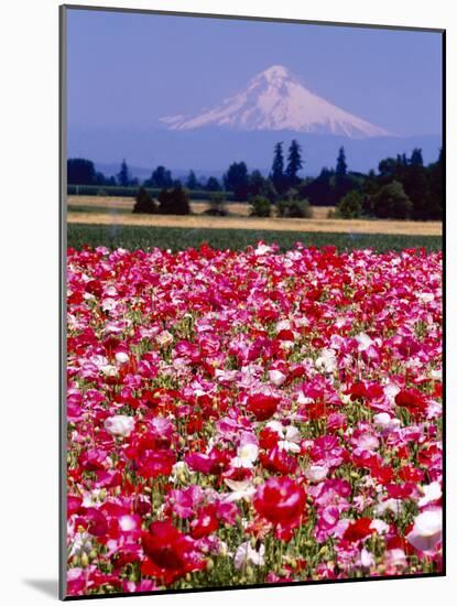 Poppy Field, Willamette, Mt. Hood, Oregon Valley-Stuart Westmorland-Mounted Photographic Print