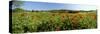 Poppy Field with Town of Pienza in Distance, Tuscany, Italy, Europe-Lee Frost-Stretched Canvas