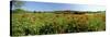 Poppy Field with Town of Pienza in Distance, Tuscany, Italy, Europe-Lee Frost-Stretched Canvas