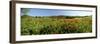 Poppy Field with Town of Pienza in Distance, Tuscany, Italy, Europe-Lee Frost-Framed Photographic Print