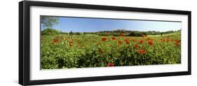 Poppy Field with Town of Pienza in Distance, Tuscany, Italy, Europe-Lee Frost-Framed Photographic Print