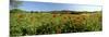 Poppy Field with Town of Pienza in Distance, Tuscany, Italy, Europe-Lee Frost-Mounted Photographic Print