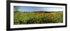 Poppy Field with Town of Pienza in Distance, Tuscany, Italy, Europe-Lee Frost-Framed Photographic Print