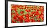 Poppy Field-Silvia Mei-Framed Art Print