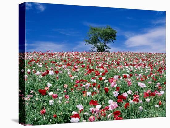 Poppy Field-null-Stretched Canvas