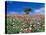 Poppy Field-null-Stretched Canvas