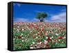 Poppy Field-null-Framed Stretched Canvas