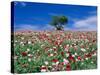 Poppy Field-null-Stretched Canvas