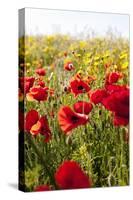 Poppy Field-seewhatmitchsee-Stretched Canvas