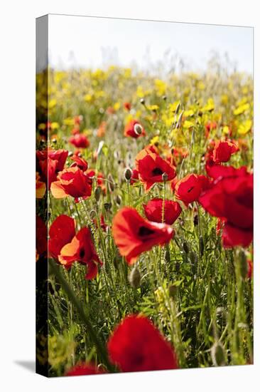 Poppy Field-seewhatmitchsee-Stretched Canvas