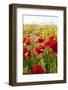 Poppy Field-seewhatmitchsee-Framed Photographic Print