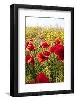 Poppy Field-seewhatmitchsee-Framed Photographic Print