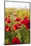 Poppy Field-seewhatmitchsee-Mounted Photographic Print