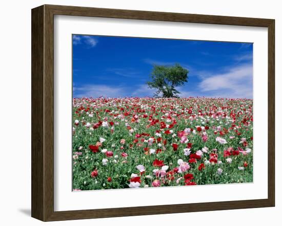 Poppy Field-null-Framed Photographic Print