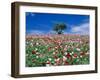 Poppy Field-null-Framed Photographic Print