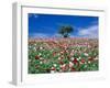 Poppy Field-null-Framed Photographic Print