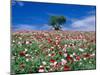 Poppy Field-null-Mounted Photographic Print