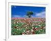 Poppy Field-null-Framed Photographic Print