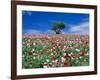 Poppy Field-null-Framed Photographic Print