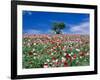 Poppy Field-null-Framed Photographic Print