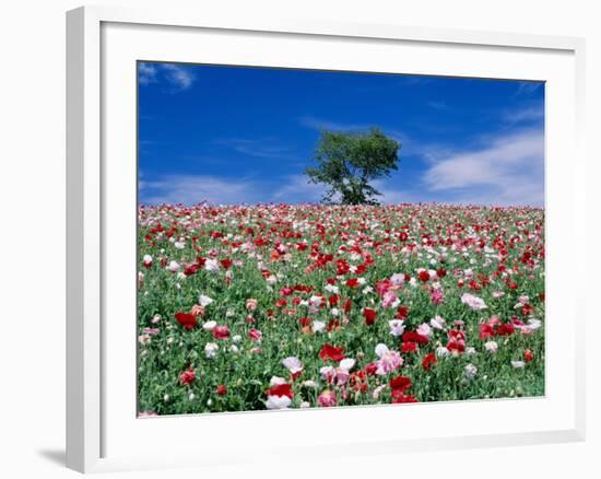 Poppy Field-null-Framed Photographic Print