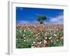 Poppy Field-null-Framed Photographic Print