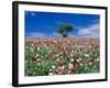 Poppy Field-null-Framed Photographic Print