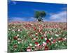 Poppy Field-null-Mounted Photographic Print
