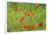 Poppy field-Jim Engelbrecht-Framed Photographic Print